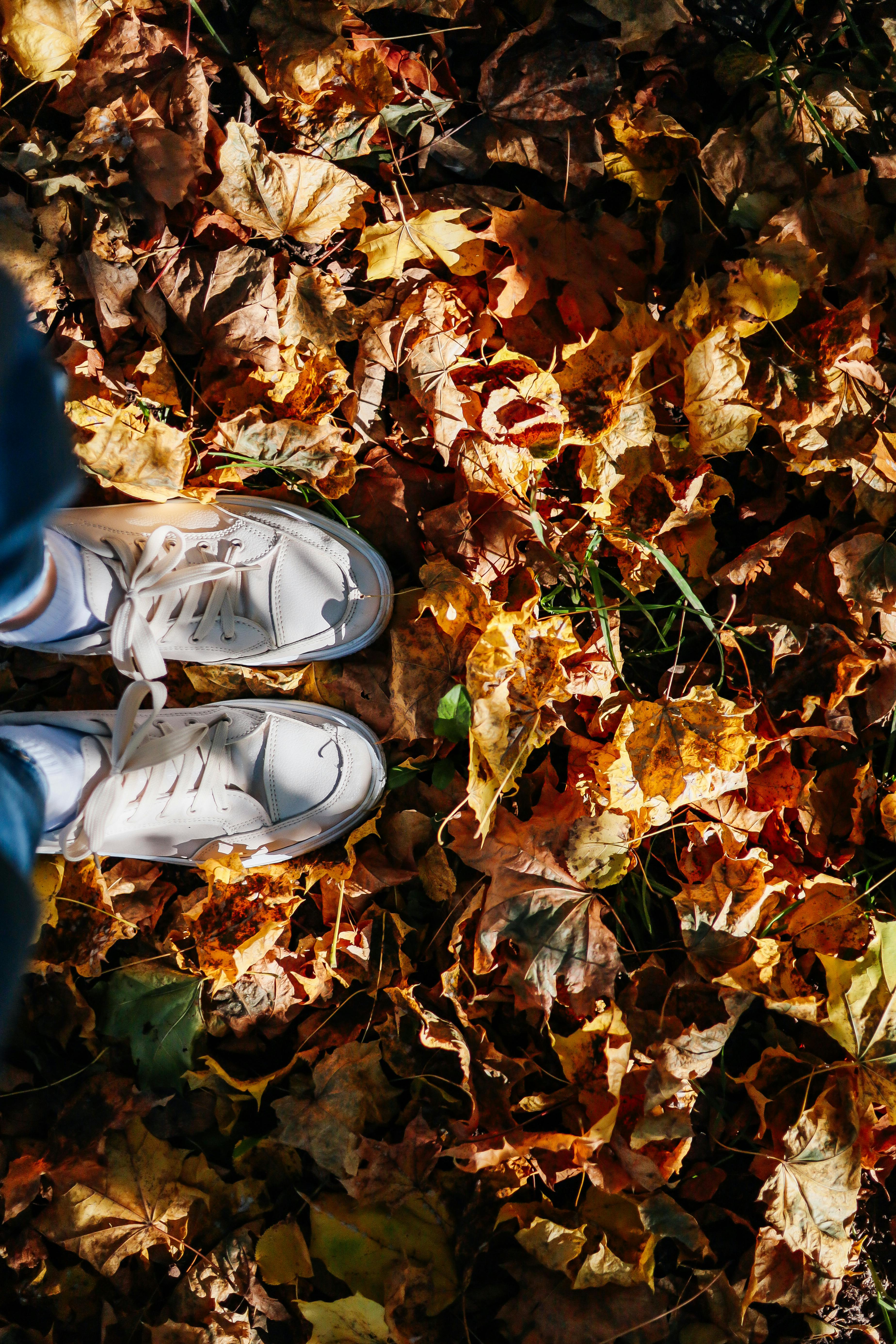 White sneakers on vibrant autumn leaves capturing the essence of fall outdoors.