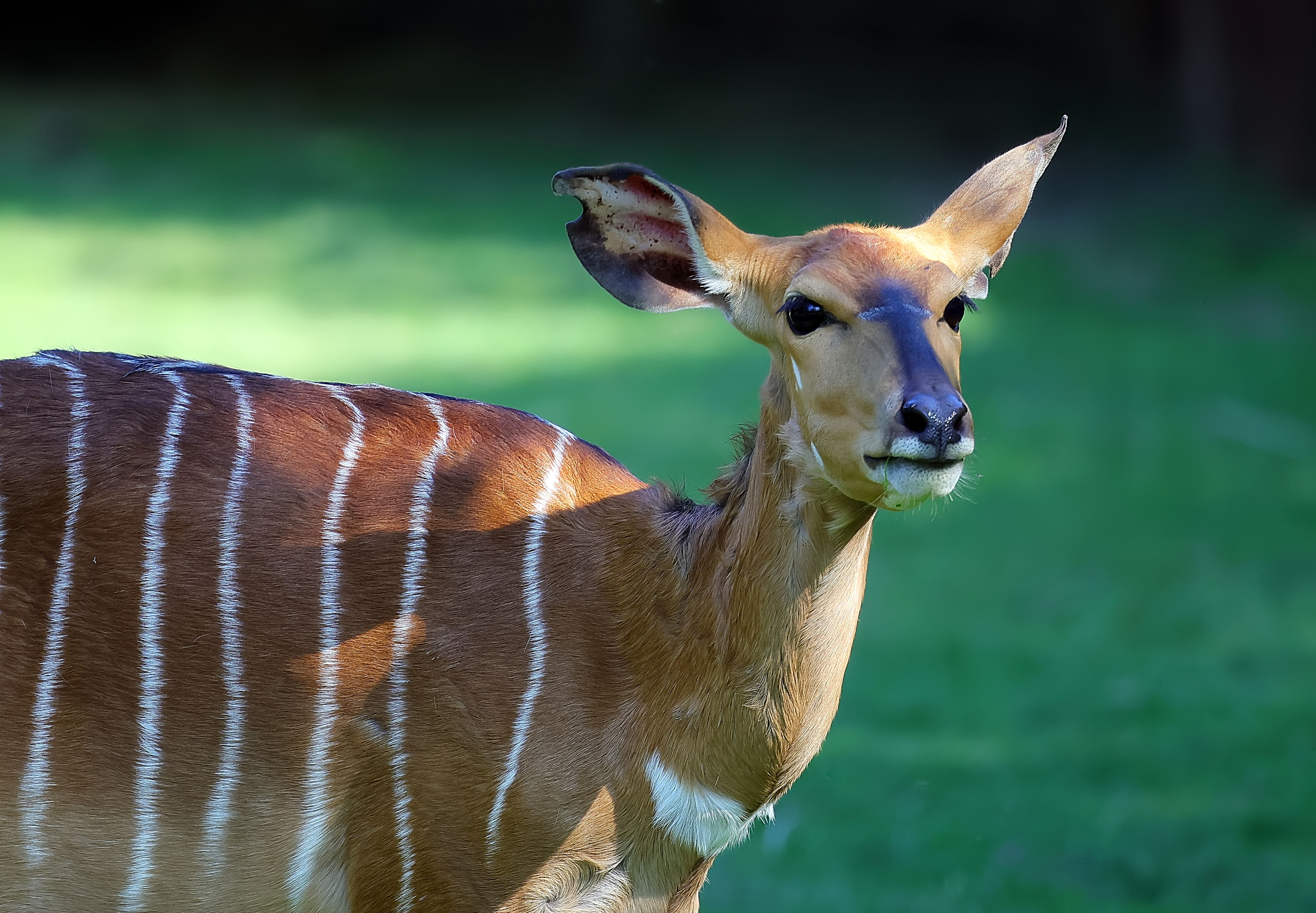 Portrait of a Beautiful Nyala in Natural Habitat · Free Stock Photo
