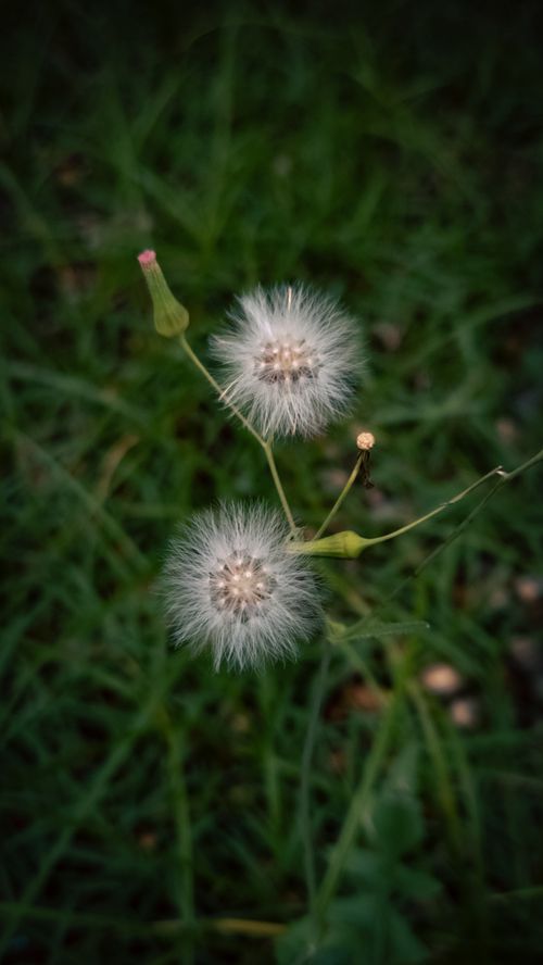 Free Close-up of dandelion seed heads on a green grass background, showcasing natural beauty. Stock Photo