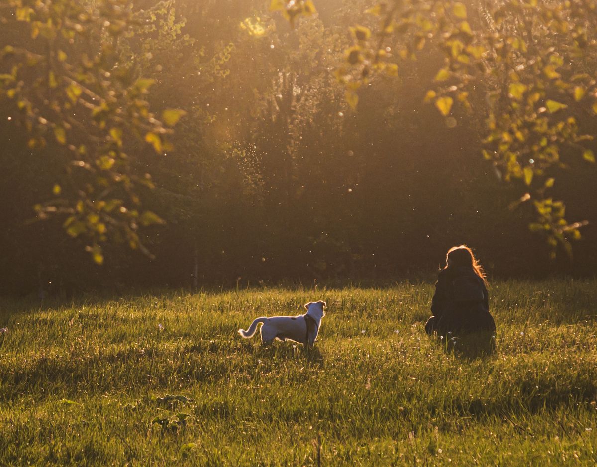 Pet parent walking dog during evening