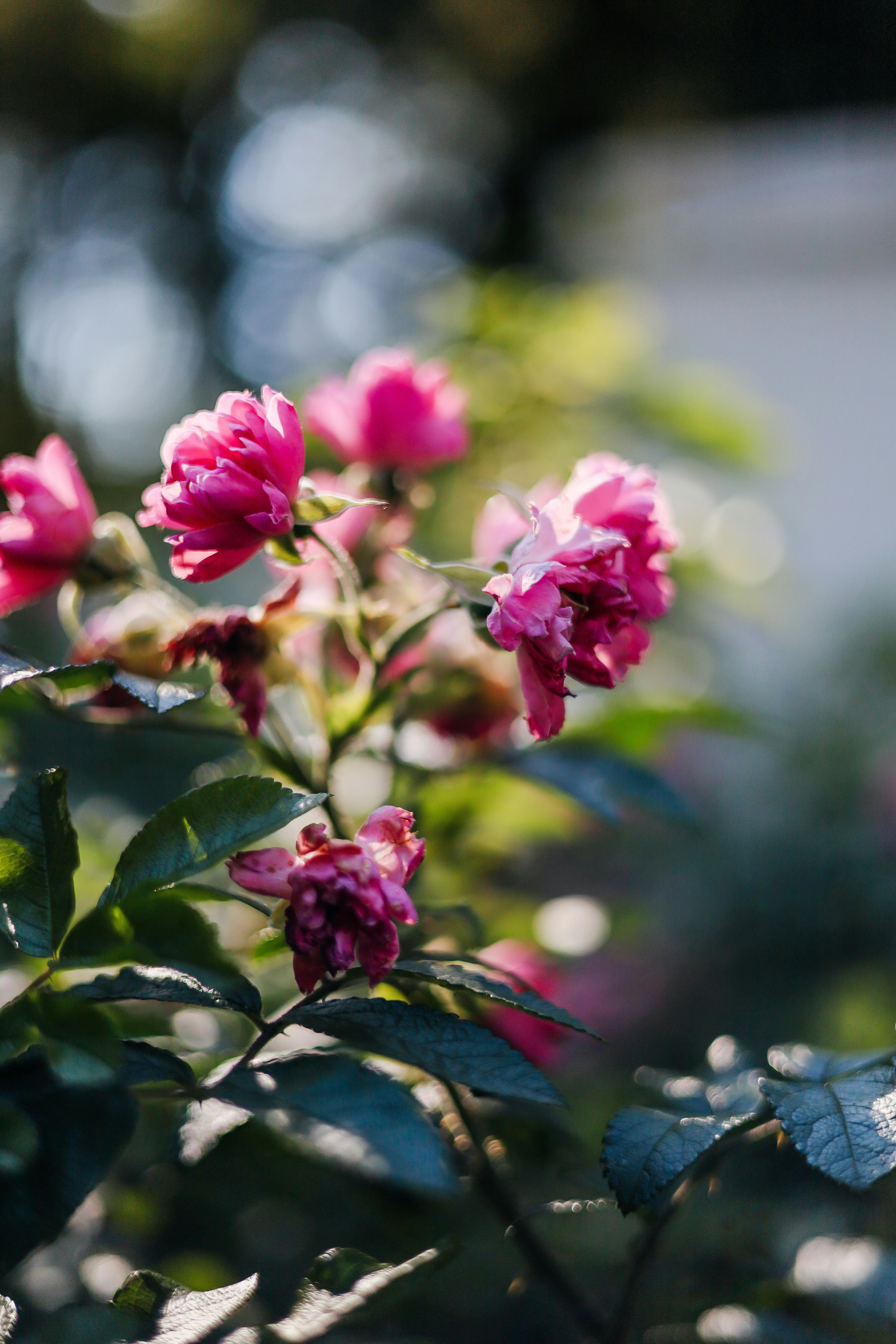 [ColoSach]-beautiful-pink-roses-blooming-in-a-sunlit-garden-with-bokeh-background.