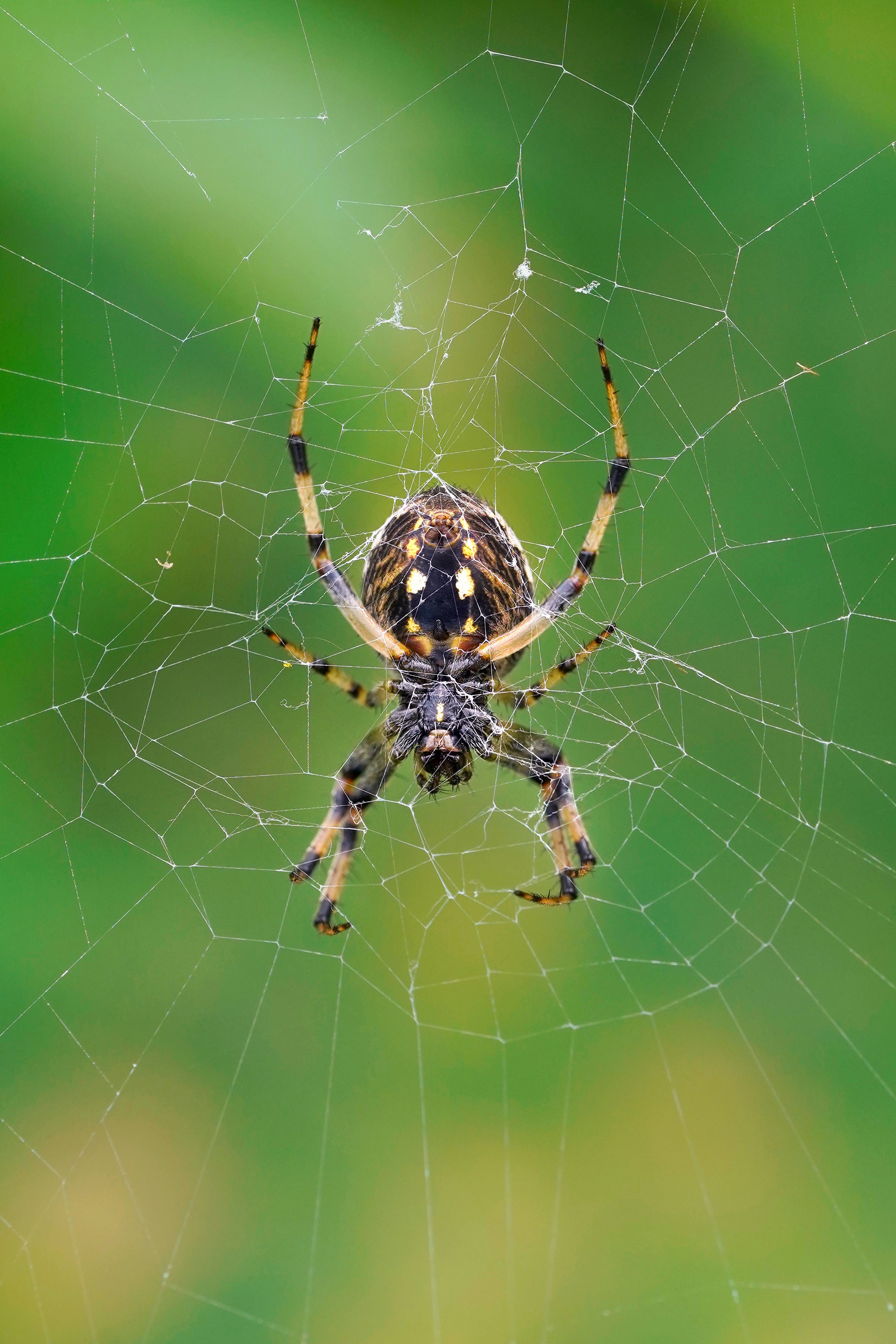 Close-up of a Spider on Intricate Web · Free Stock Photo