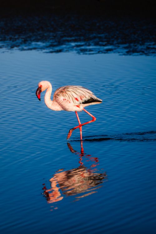 Free A flamingo gracefully walks in water at Swakopmund, Namibia, creating a serene reflection. Stock Photo