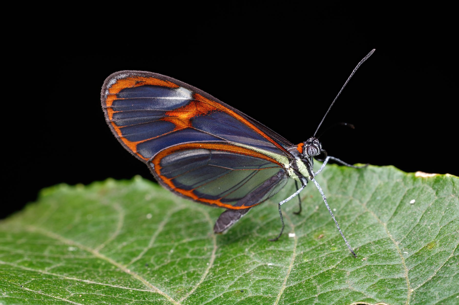 Close-up macro photo of a beautiful glasswing butterfly resting on a green leaf.