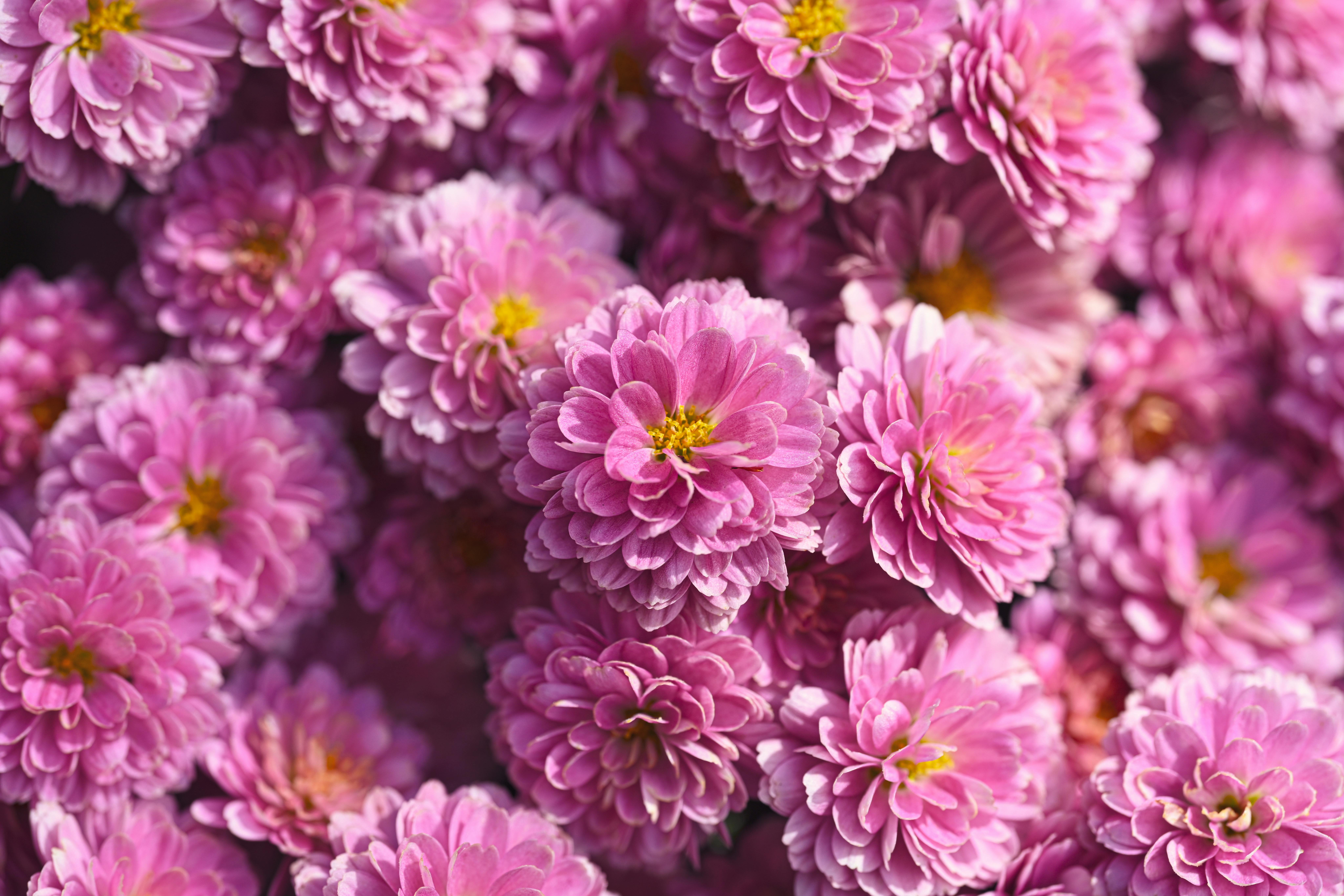 How to Grow Chrysanthemums: A Complete Guide