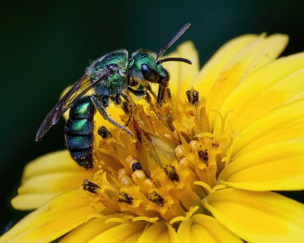 Macro photo of a vibrant green sweat bee (Agapostemon) on a yellow flower.