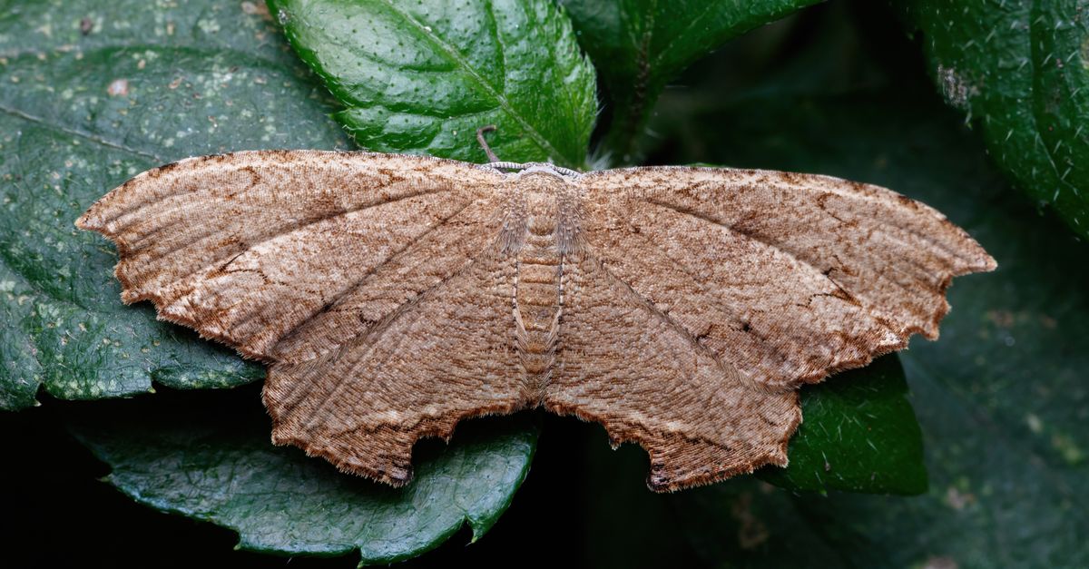 Kapoeta