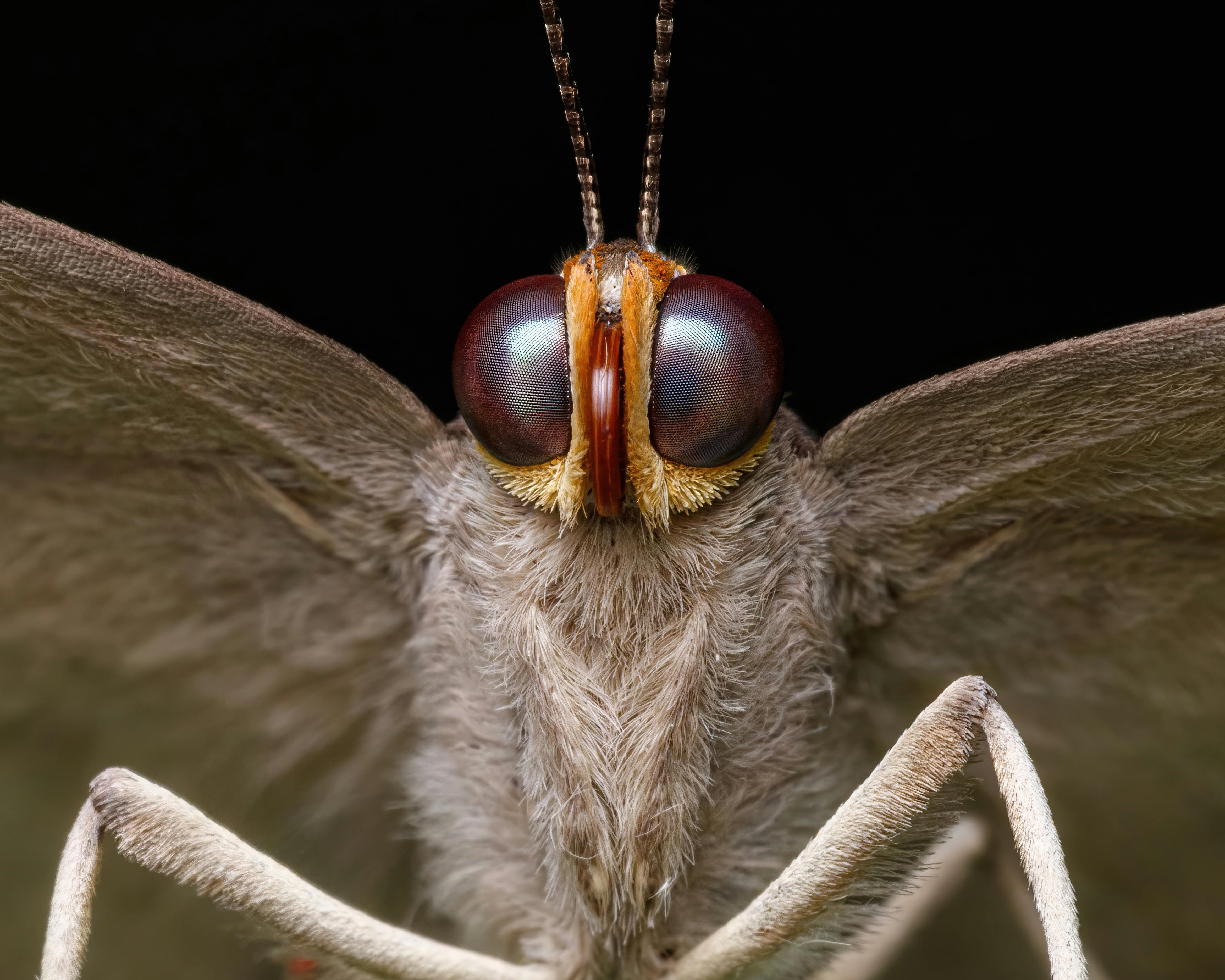 Close-up image of a moth showcasing its detailed compound eyes and fur texture.