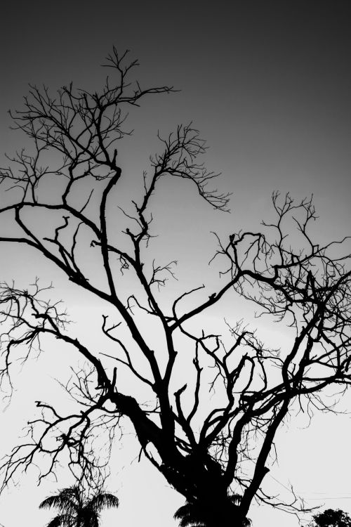 Free Dramatic silhouette of a leafless tree against a gradient twilight sky. Stock Photo