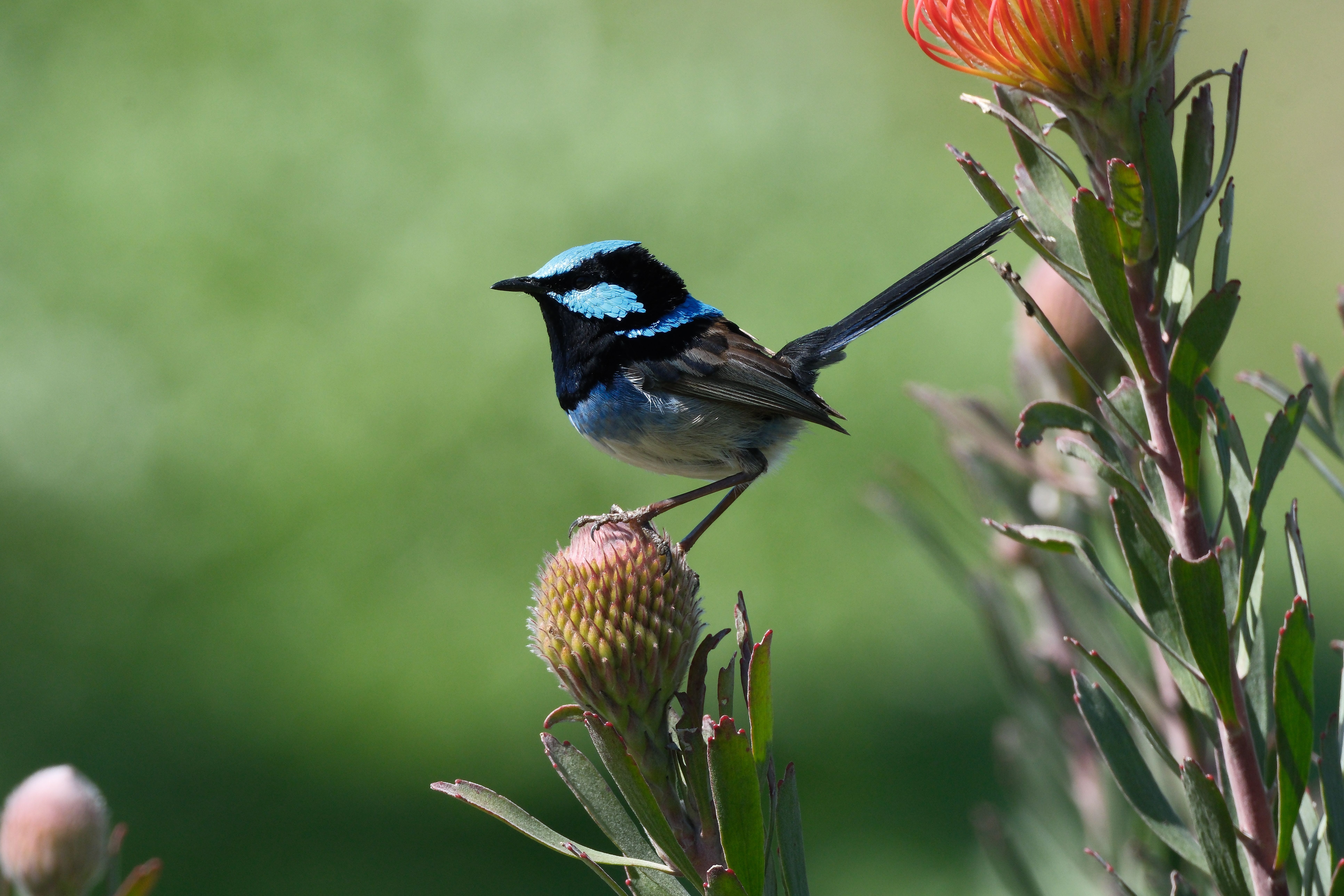 Why Choose Native Plants for Bird Conservation
