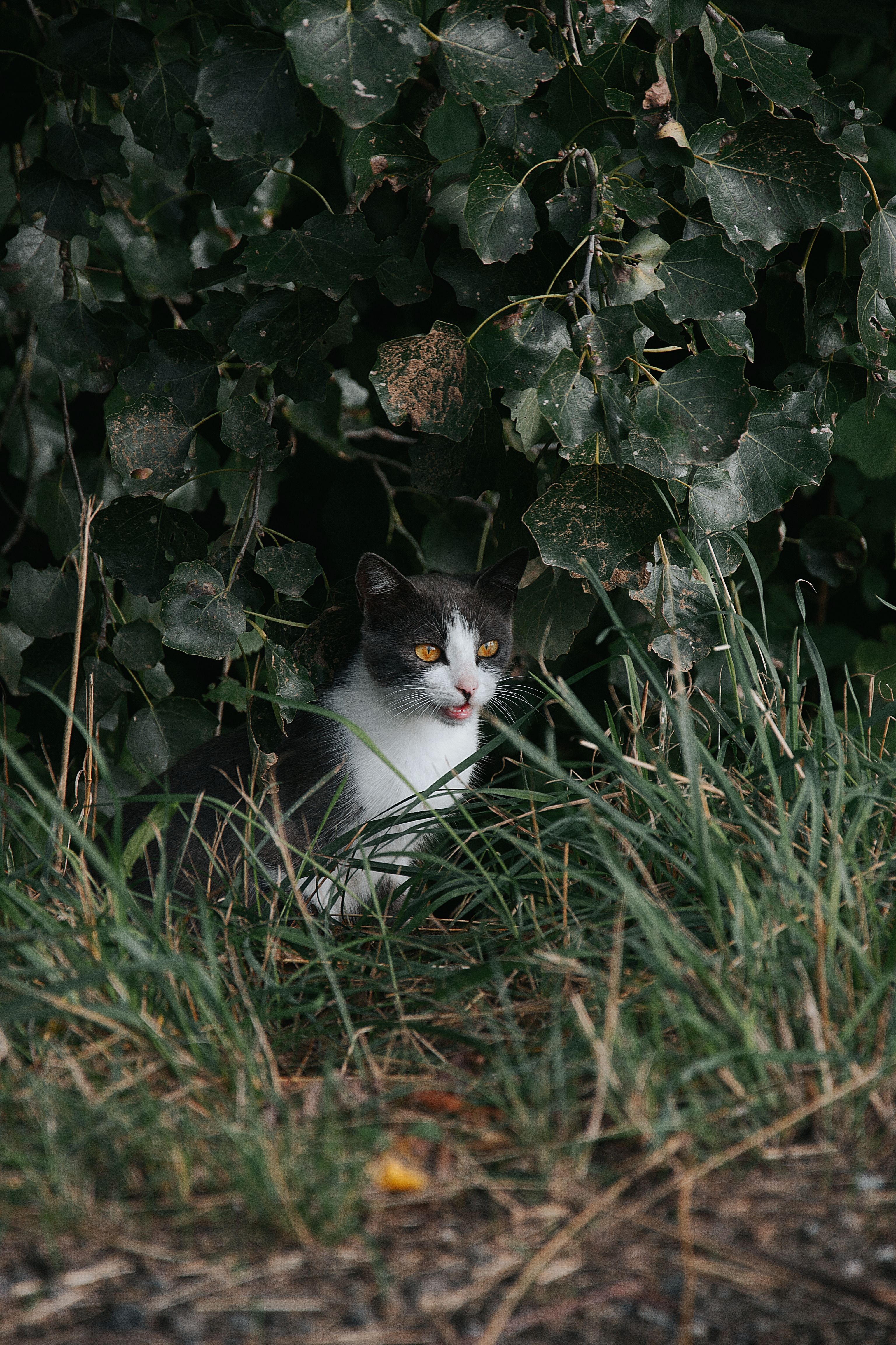 Black and White Cat in Natural Greenery · Free Stock Photo