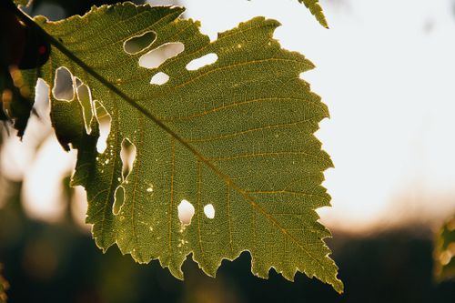 Free Close-up of a backlit leaf in Hungary showing intricate vein details and holes, creating a striking natural pattern. Stock Photo