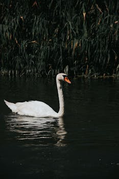 Graceful mute swan gliding across a serene lake in Hungary, captured in elegant detail.