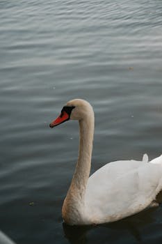 A majestic swan glides gracefully on a tranquil lake in Hungary, captured in serene daylight.