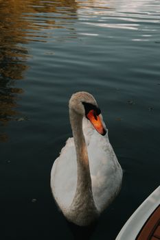 Serene swan gracefully floats on a serene lake in Hungary, showcasing natural beauty.