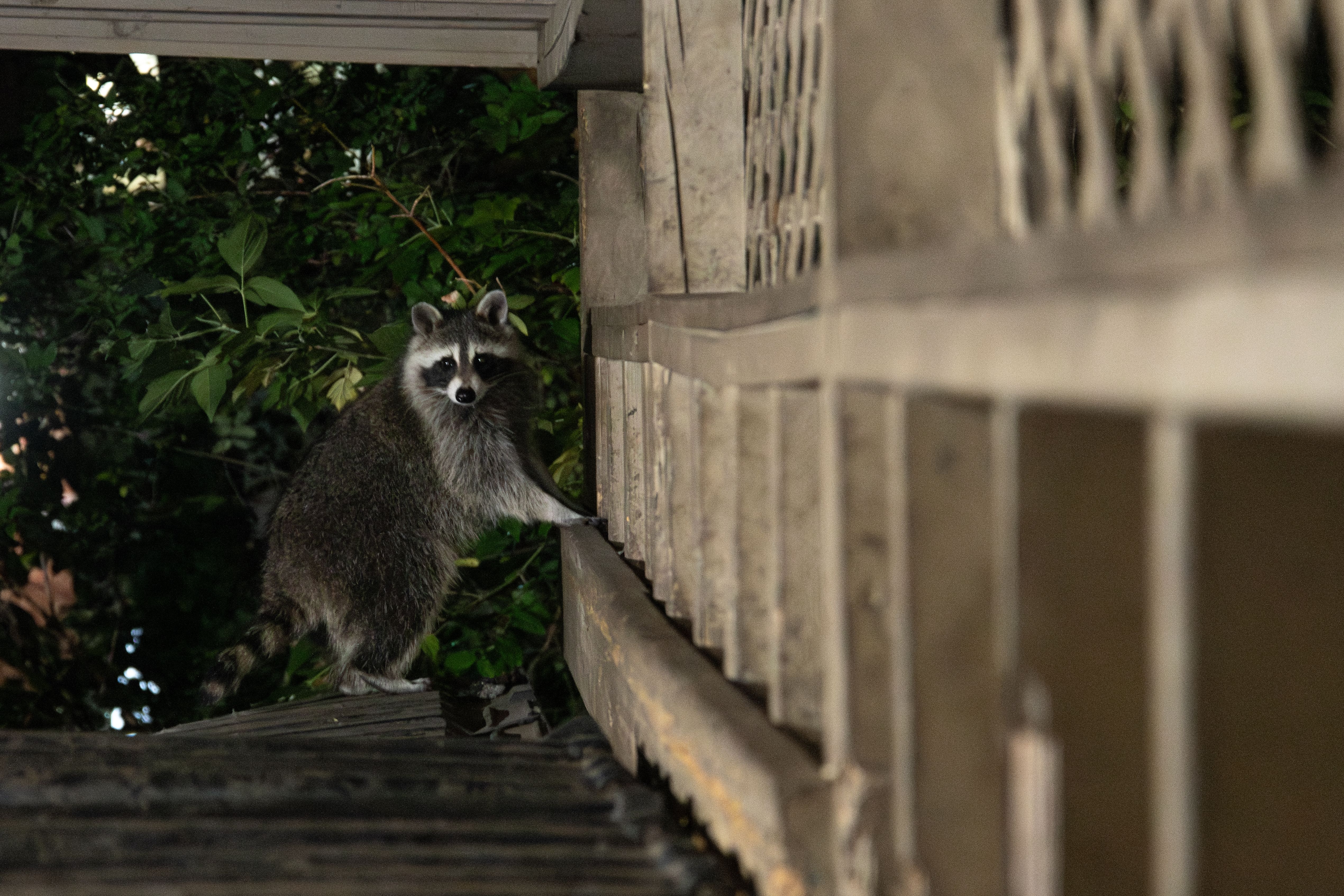 Urban raccoon on a nighttime adventure · Free Stock Photo