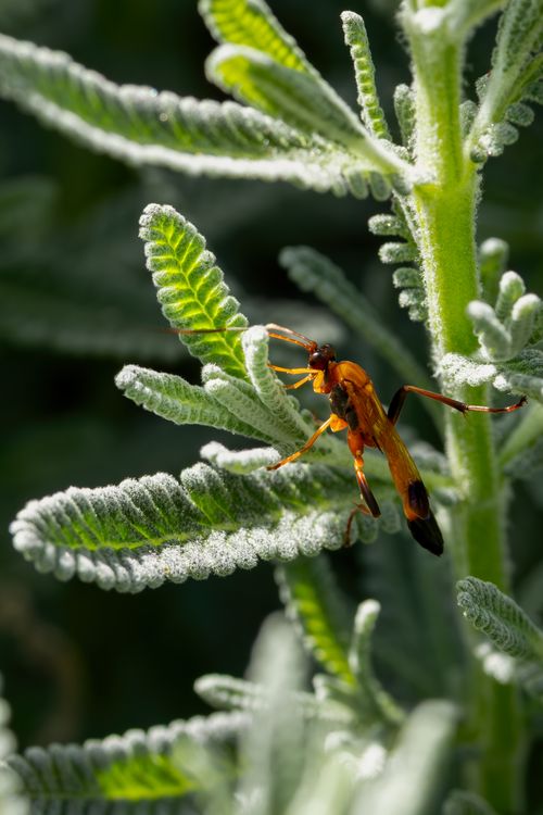 Free A vibrant wasp resting on textured green leaves in Campbelltown. Stock Photo