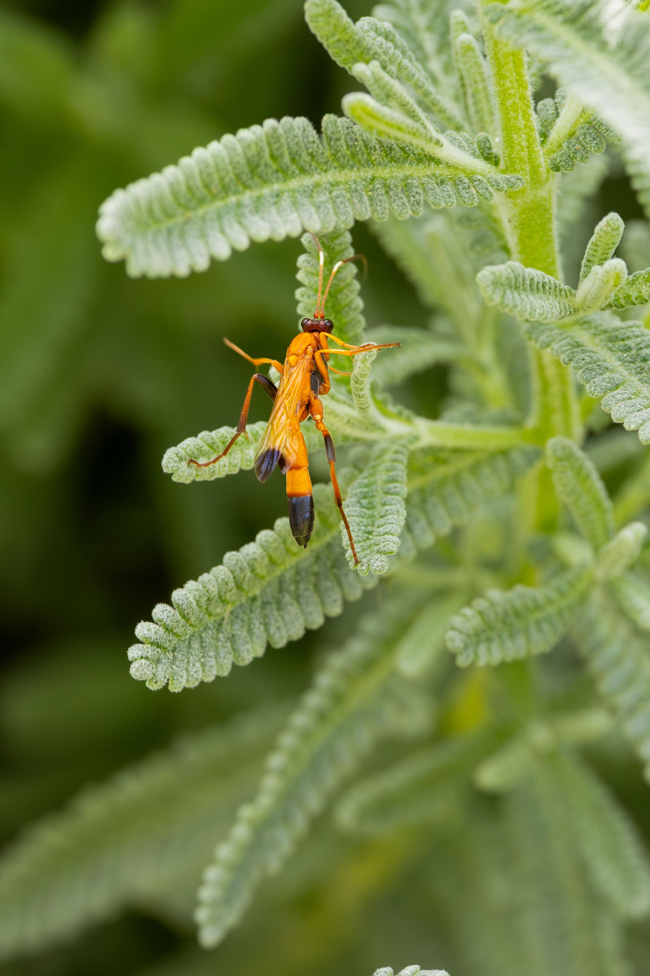 Yellow Jacket Removal Services