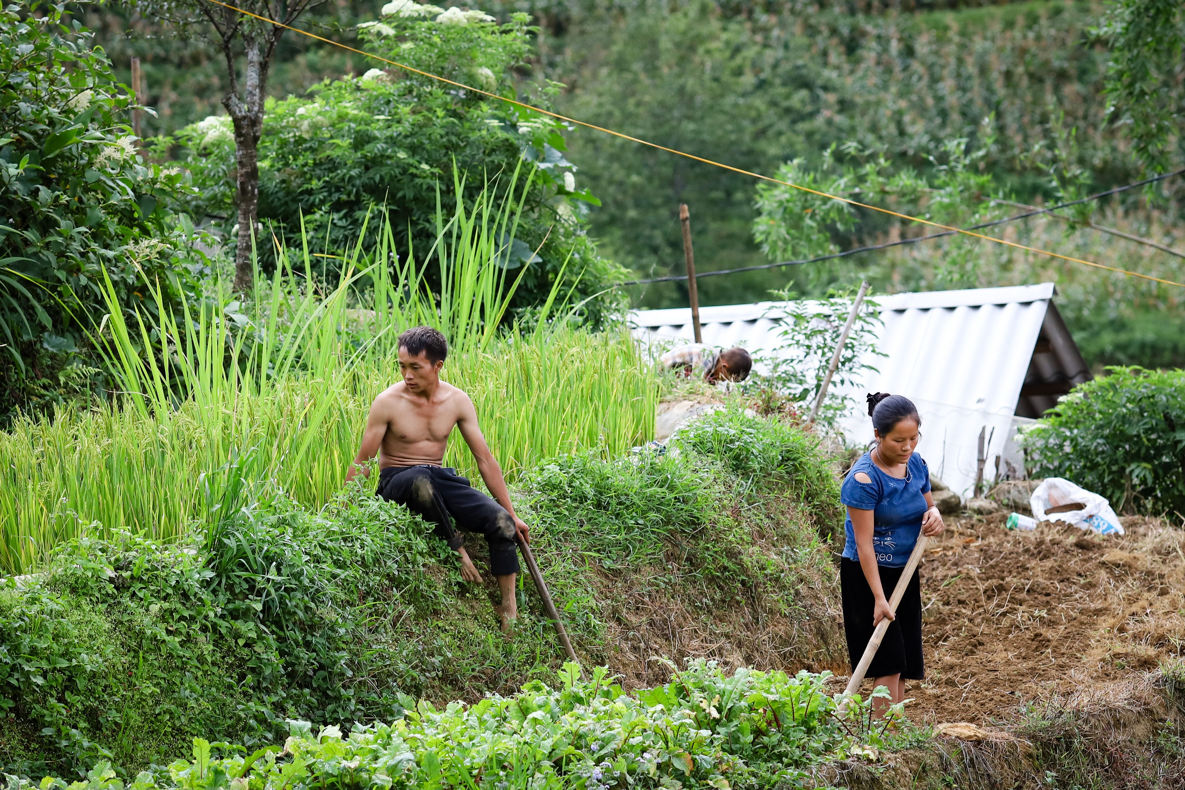 Asian Farmers Working in Verdant Rice Terraces · Free Stock Photo