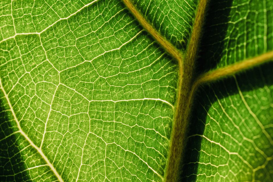 Detailed macro image of green leaf veins capturing nature's intricate patterns.