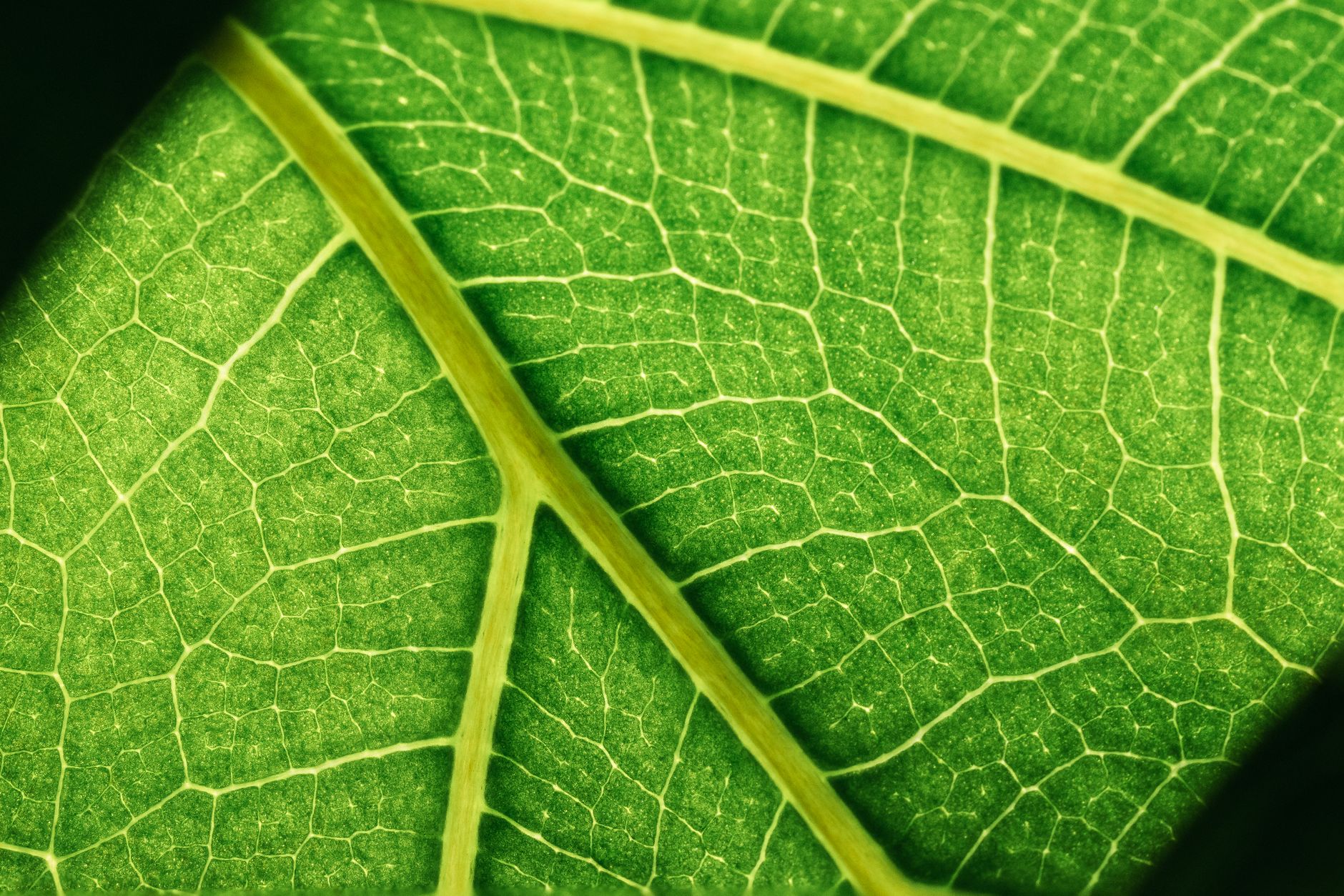 Detailed macro shot highlighting the intricate vein structure of a green leaf