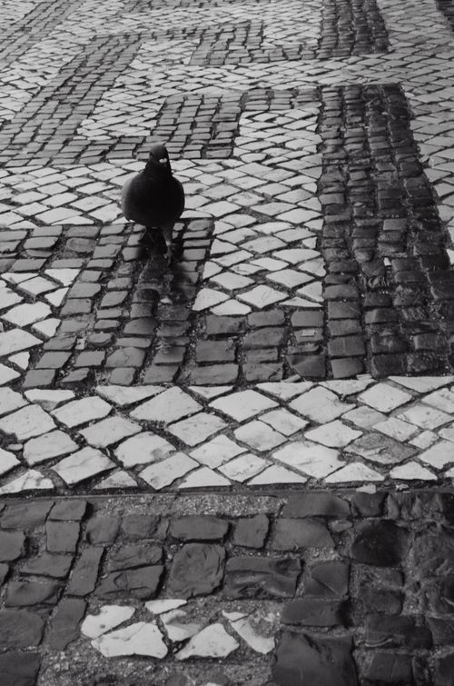 Free Black and white photo of a pigeon walking on a decorative cobblestone path. Stock Photo