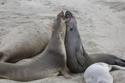 Two elephant seals engage in playful interaction on San Simeon beach.
