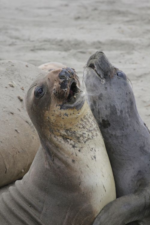 Free Two northern elephant seals playfully interacting on a sandy beach in San Simeon, California. Stock Photo
