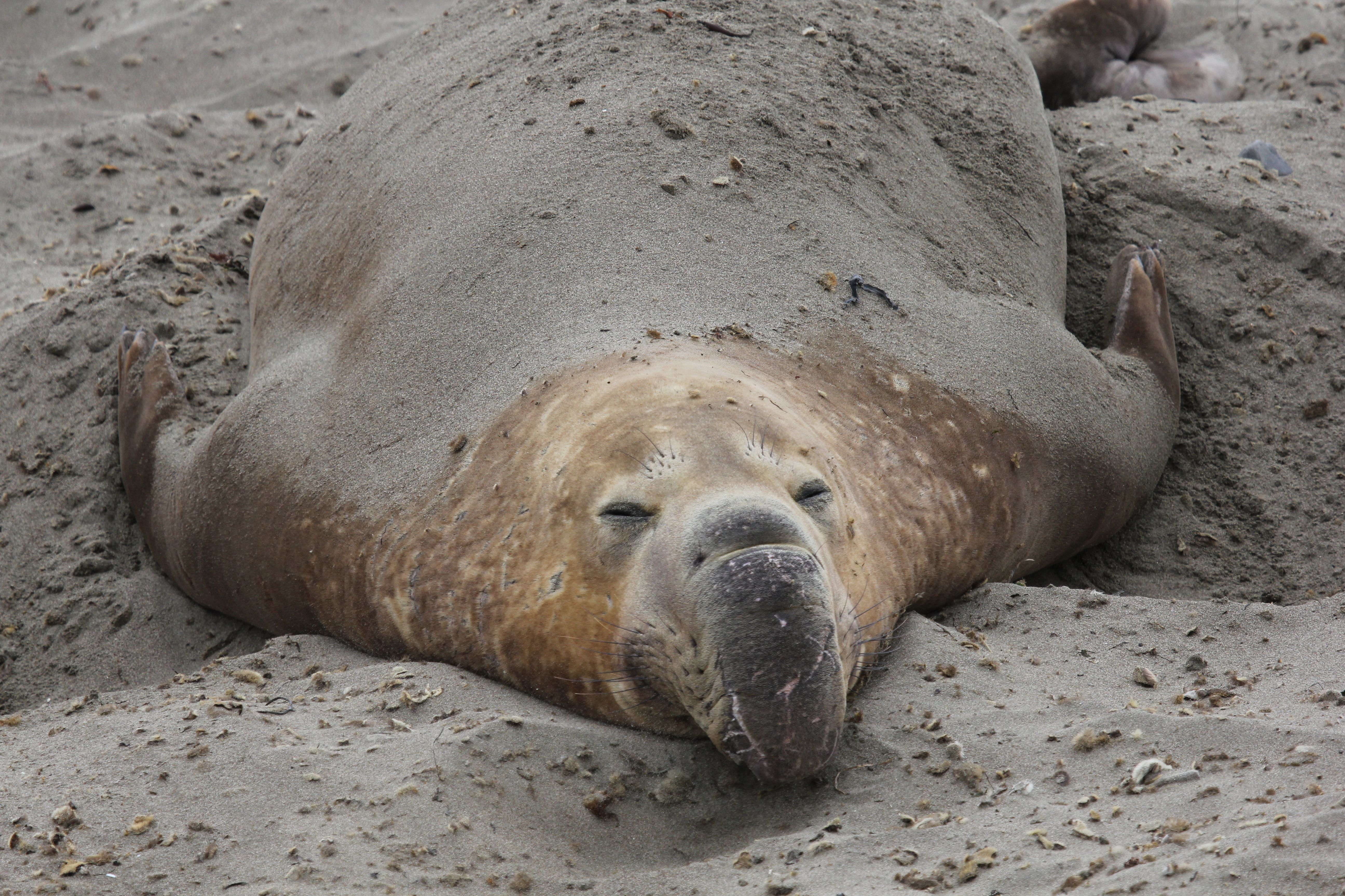 San Simeon — San Simeon
