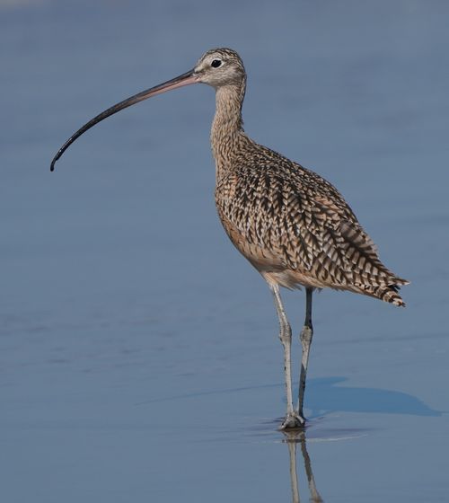 Free A long-billed curlew wading in the water at Isla Vista, California. Stock Photo