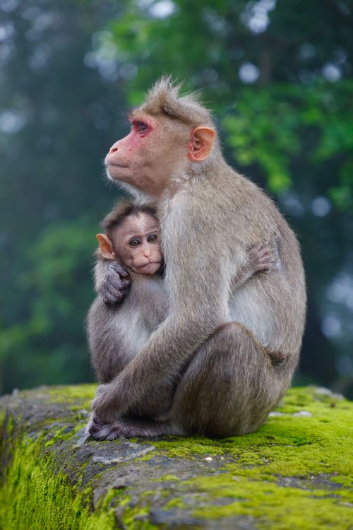 Free A heartwarming portrait of a mother and baby monkey embracing on a mossy surface outdoors. Stock Photo