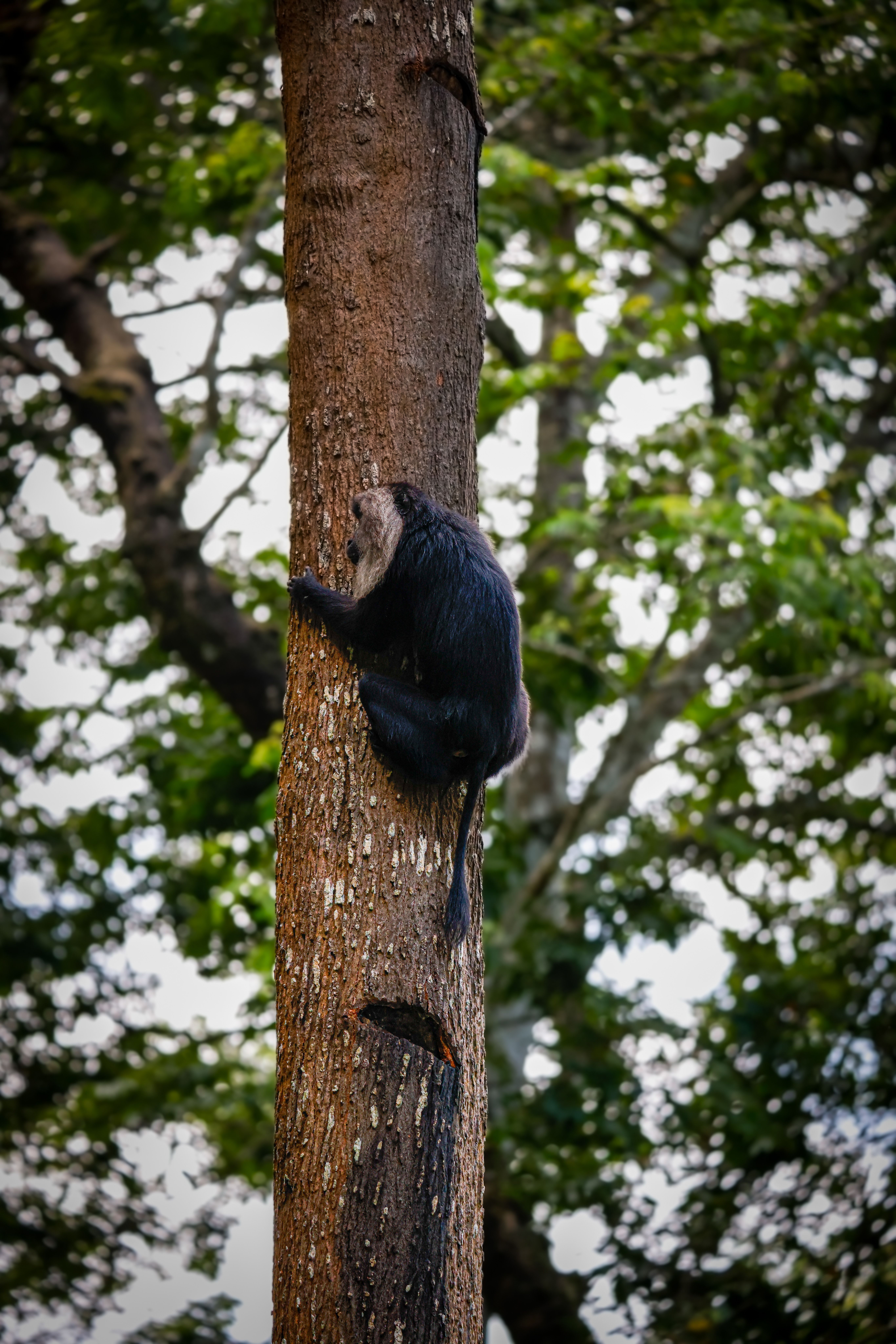 Monkey Climbing a Tree in Nelliampathi Forest · Free Stock Photo