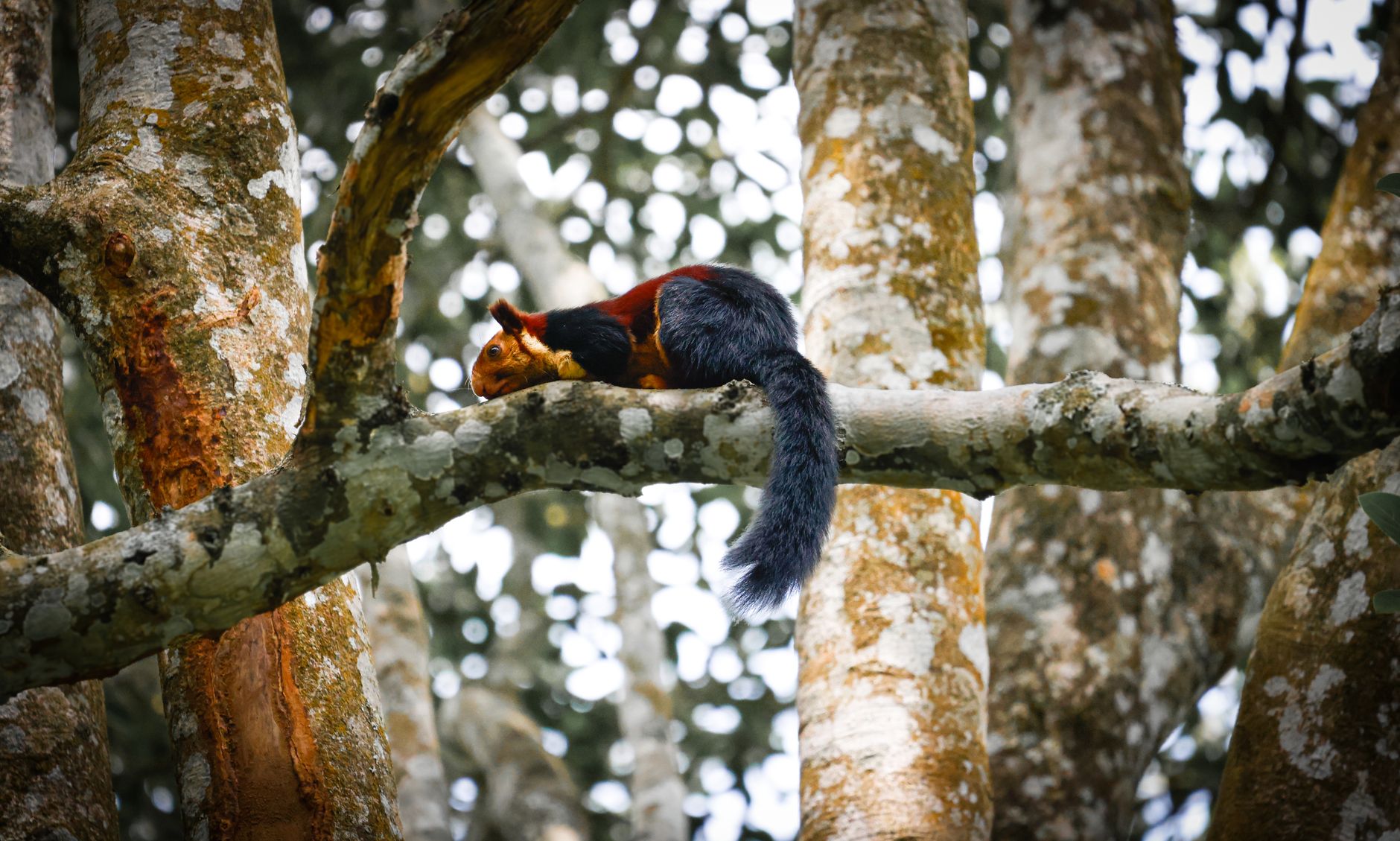 Canva's Giant Squirrel Takes Over US Marketing Landscape