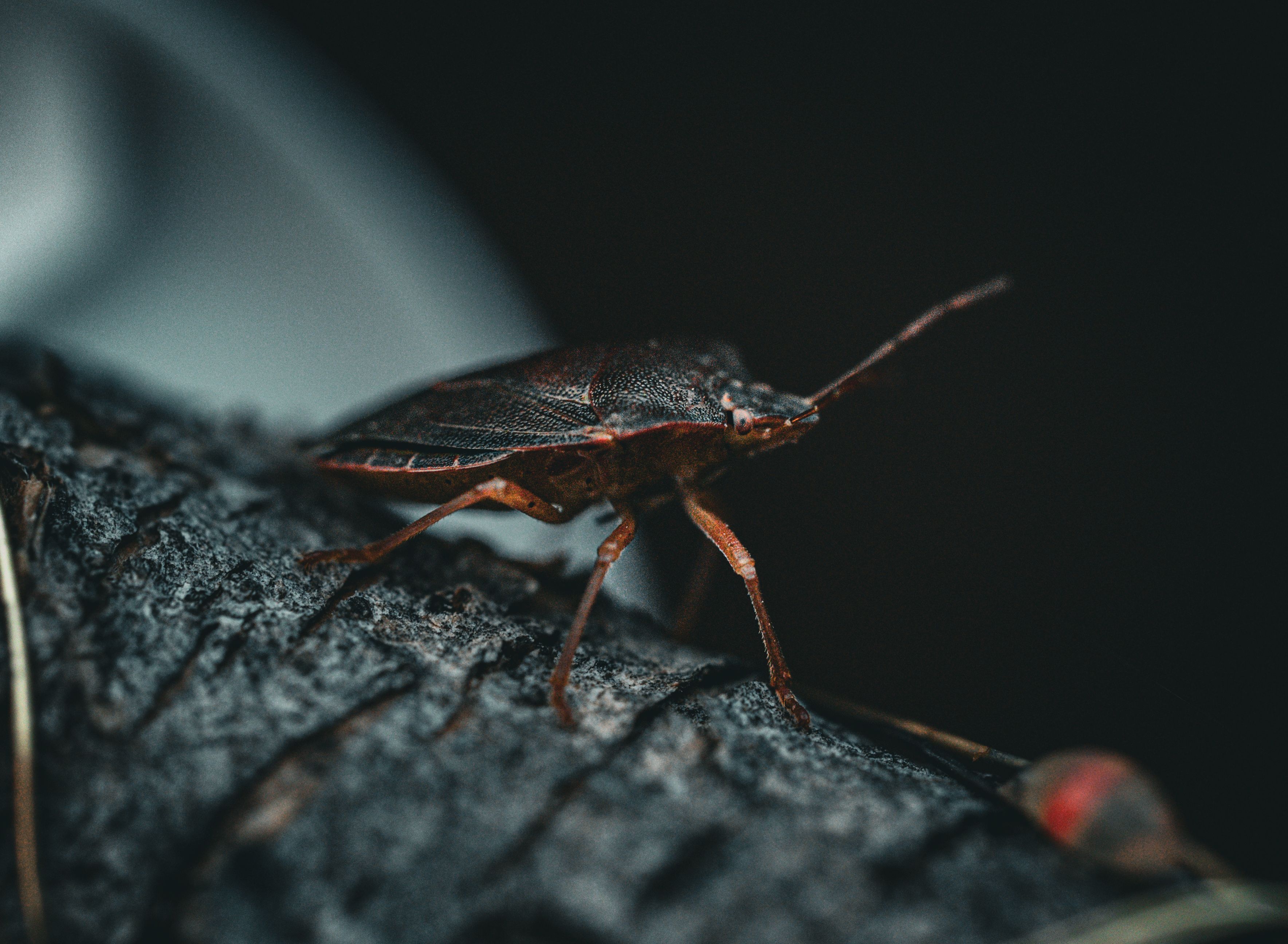 Detailed macro photograph highlighting a brown shield bug perched on tree bark.