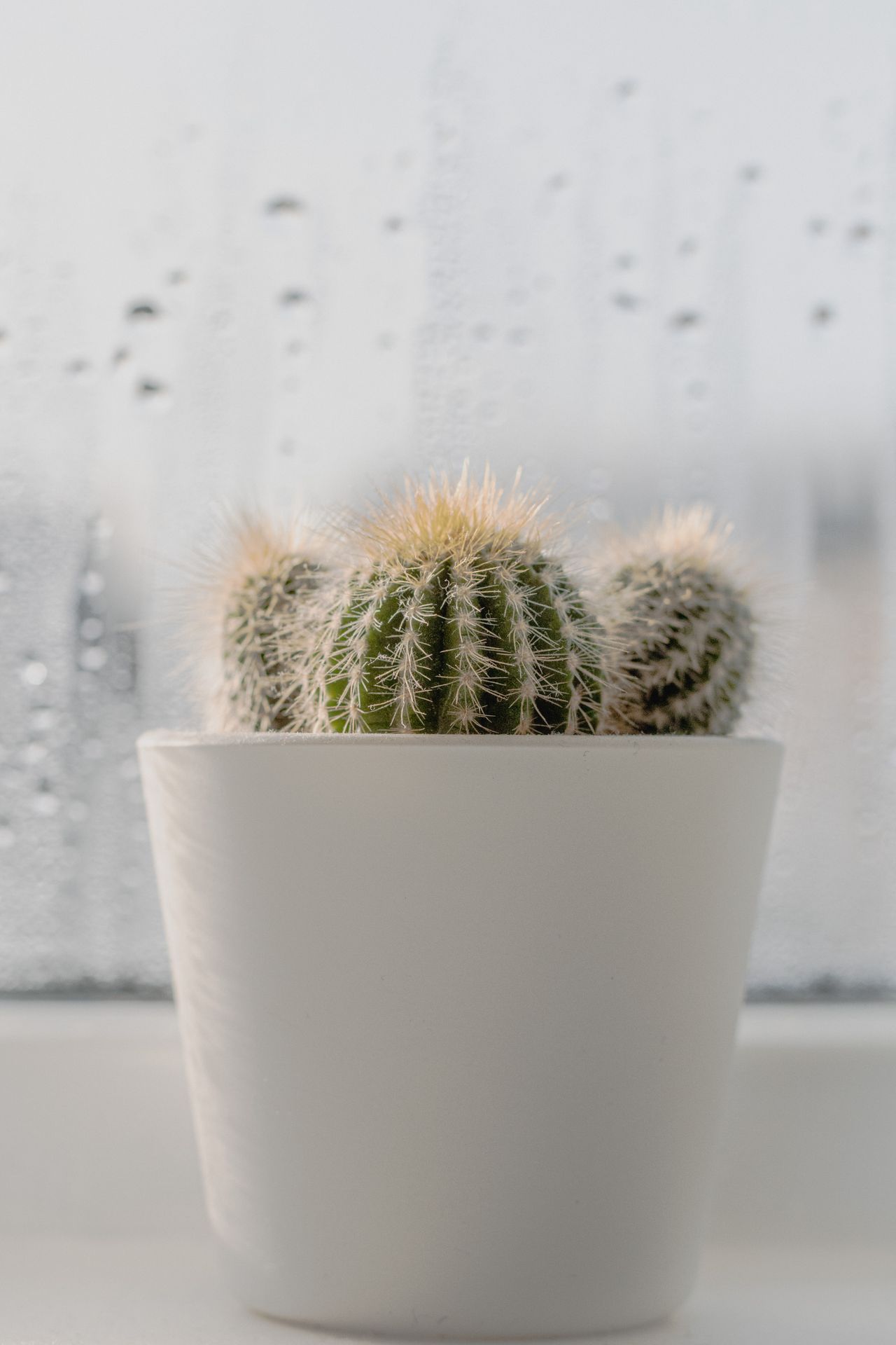 Small cacti resting in a white pot on a cool windowsill in winter light