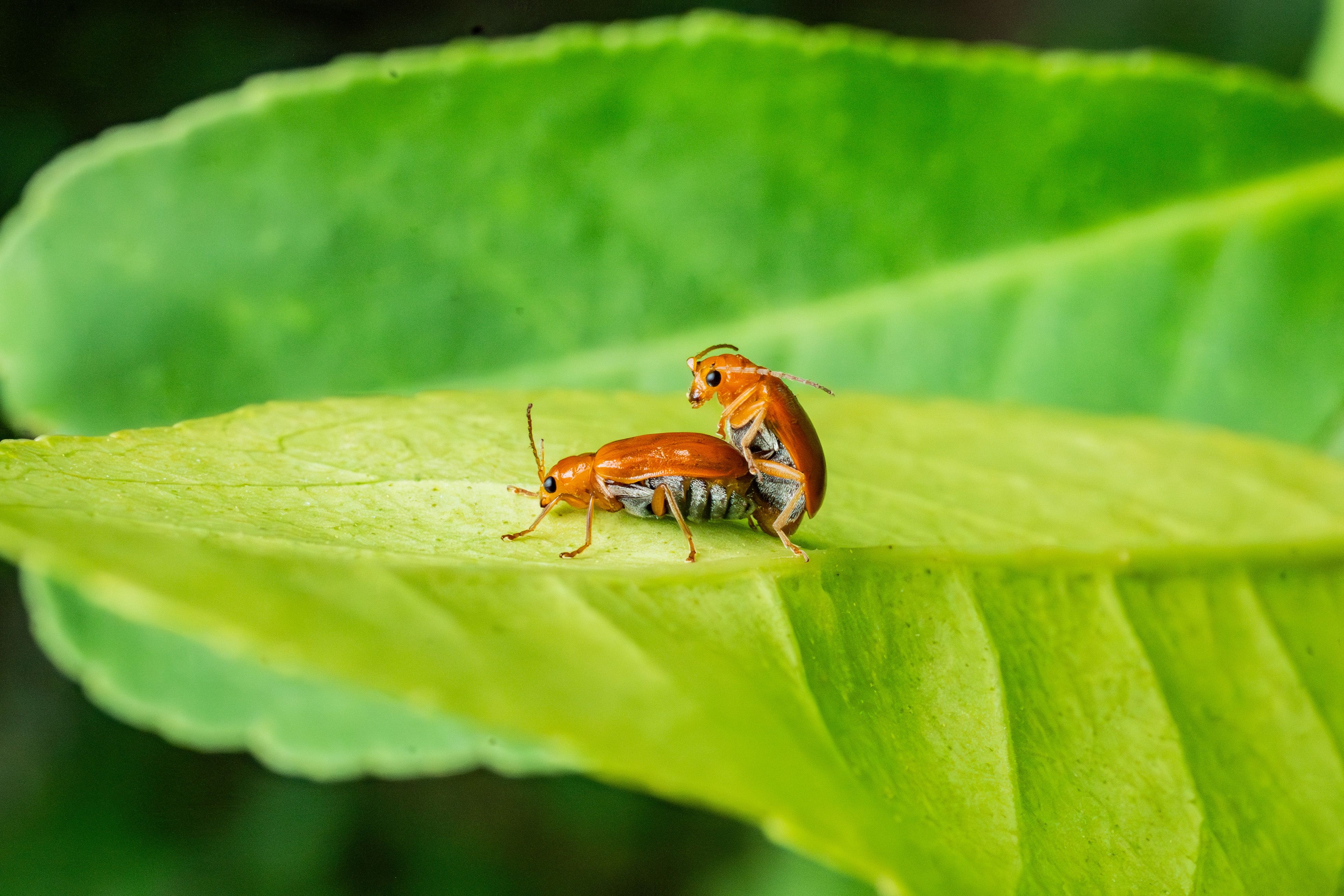 Macro Shot of Insects on Green Leaf · Free Stock Photo