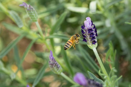 Free Close-up of a honey bee hovering near a vibrant purple lavender flower. Stock Photo