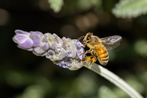 Free A close-up of a honey bee pollinating lavender in Campbelltown, enhancing biodiversity. Stock Photo