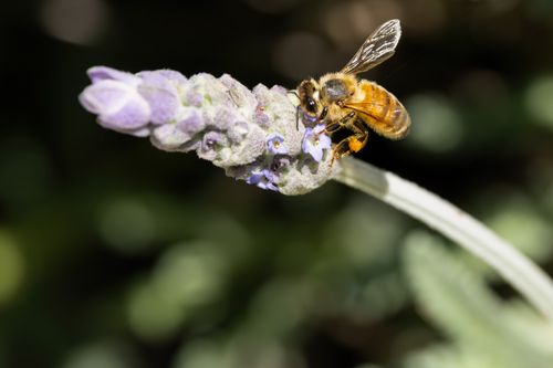 Free Close-up of a honeybee pollinating a lavender flower in Campbelltown garden. Stock Photo