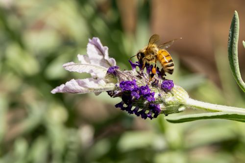 Free Detailed macro shot of a honey bee collecting nectar from a lavender flower in sunlight. Stock Photo
