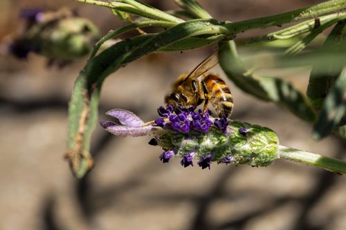 Free Detailed shot of a honeybee collecting nectar from lavender in Campbelltown, Australia. Stock Photo