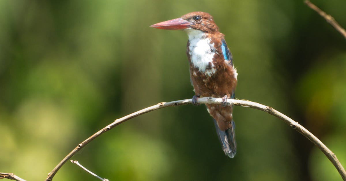 國際:第一屆世界賞鳥博覽會開幕 中捷鳥鳴閘門全球首創吸睛
