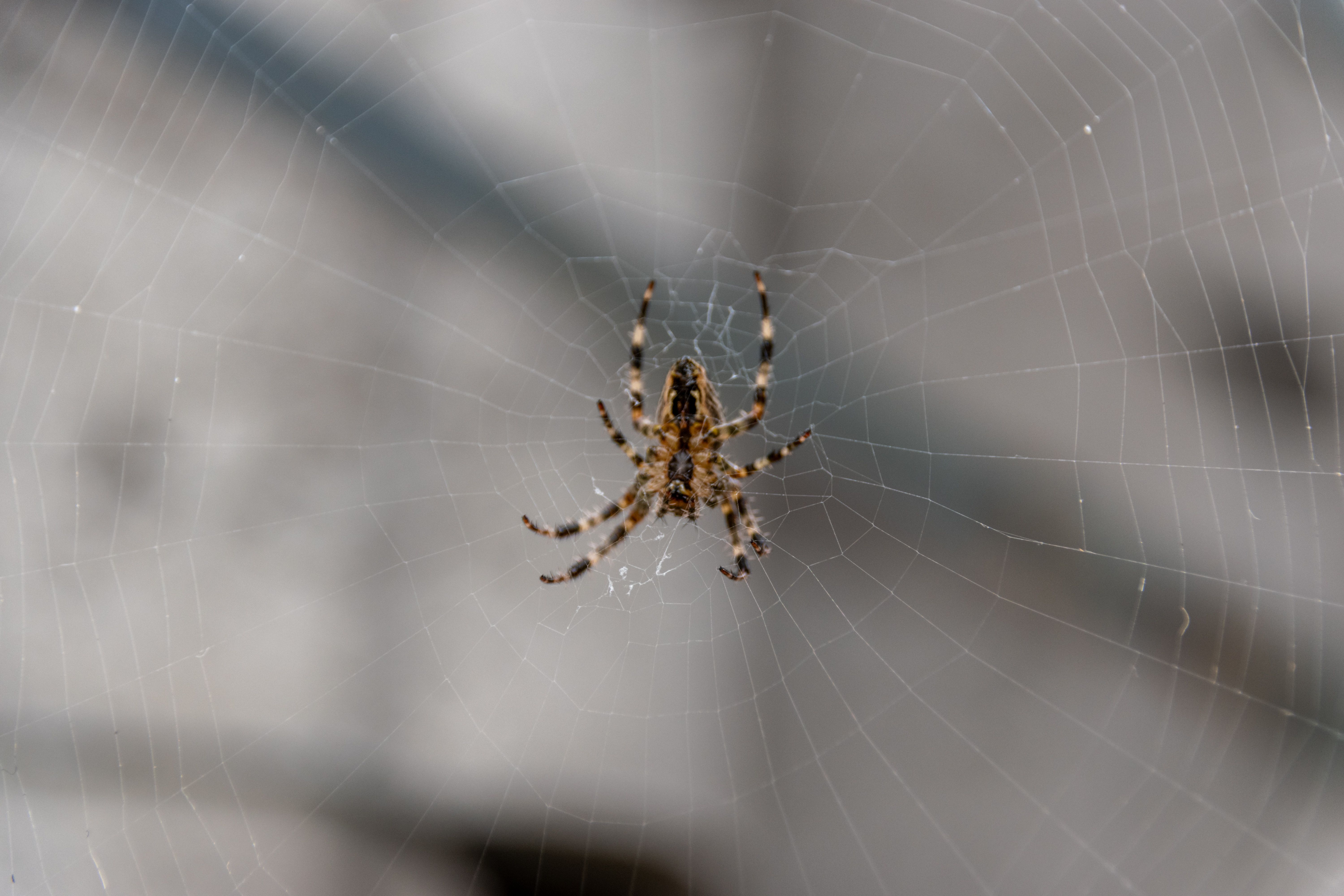 Close-up of spider on intricate web in daylight · Free Stock Photo