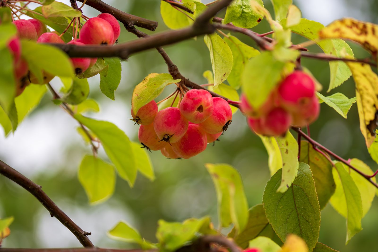 Small red crab apples hanging among green and yellowing leaves