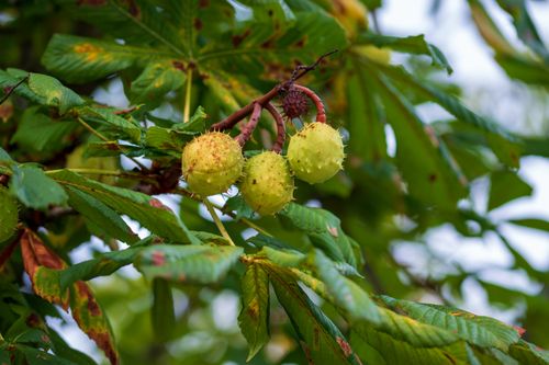 Free Detailed photograph of horse chestnut fruits hanging from a tree branch with vibrant green leaves. Stock Photo