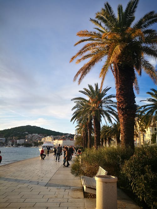 Free stock photo of croatia, palms, palmtrees