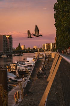 A serene sunrise scene of pigeons flying over a harbor in Frankfurt, with a vibrant sky and peaceful waters.