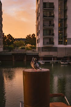 A serene scene of pigeons perched on a dock post during a golden sunrise in Frankfurt am Main.