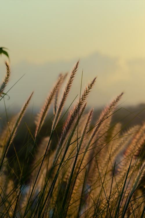 Free Serene image of feather grass swaying softly in the golden light of sunset. Stock Photo