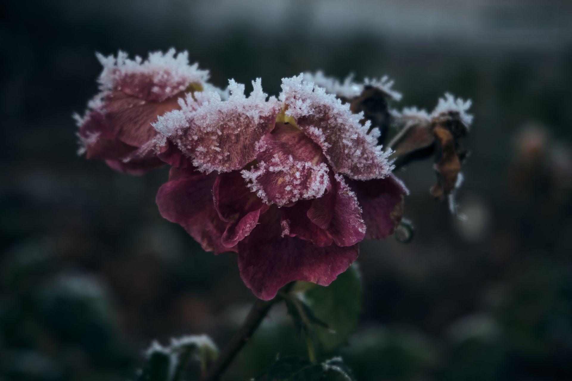 A close-up of frost-covered flowers in a winter garden setting, capturing natural beauty.